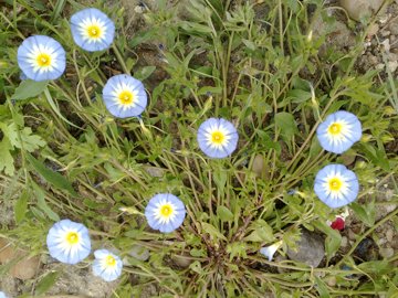 Convolvulus tricolor